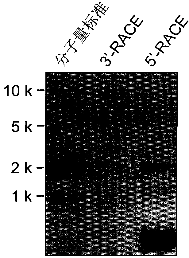 Long non-coding RNA (Ribonucleic Acid) and applications thereof