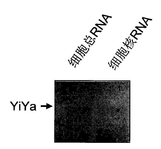 Long non-coding RNA (Ribonucleic Acid) and applications thereof