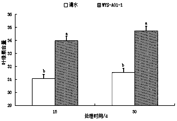 An Endogenous Phosphorus-Solubilizing, Potassium-Solubilizing, Nitrogen-fixing Acinetobacter Calcium-Acetate and Its Application