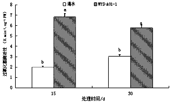 An Endogenous Phosphorus-Solubilizing, Potassium-Solubilizing, Nitrogen-fixing Acinetobacter Calcium-Acetate and Its Application