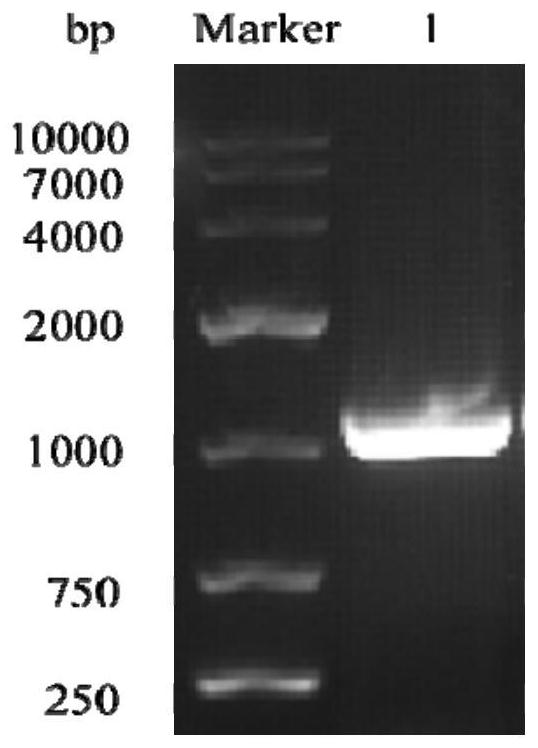 A method for biosynthesizing piperonal with recombinant escherichia coli