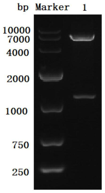 A method for biosynthesizing piperonal with recombinant escherichia coli