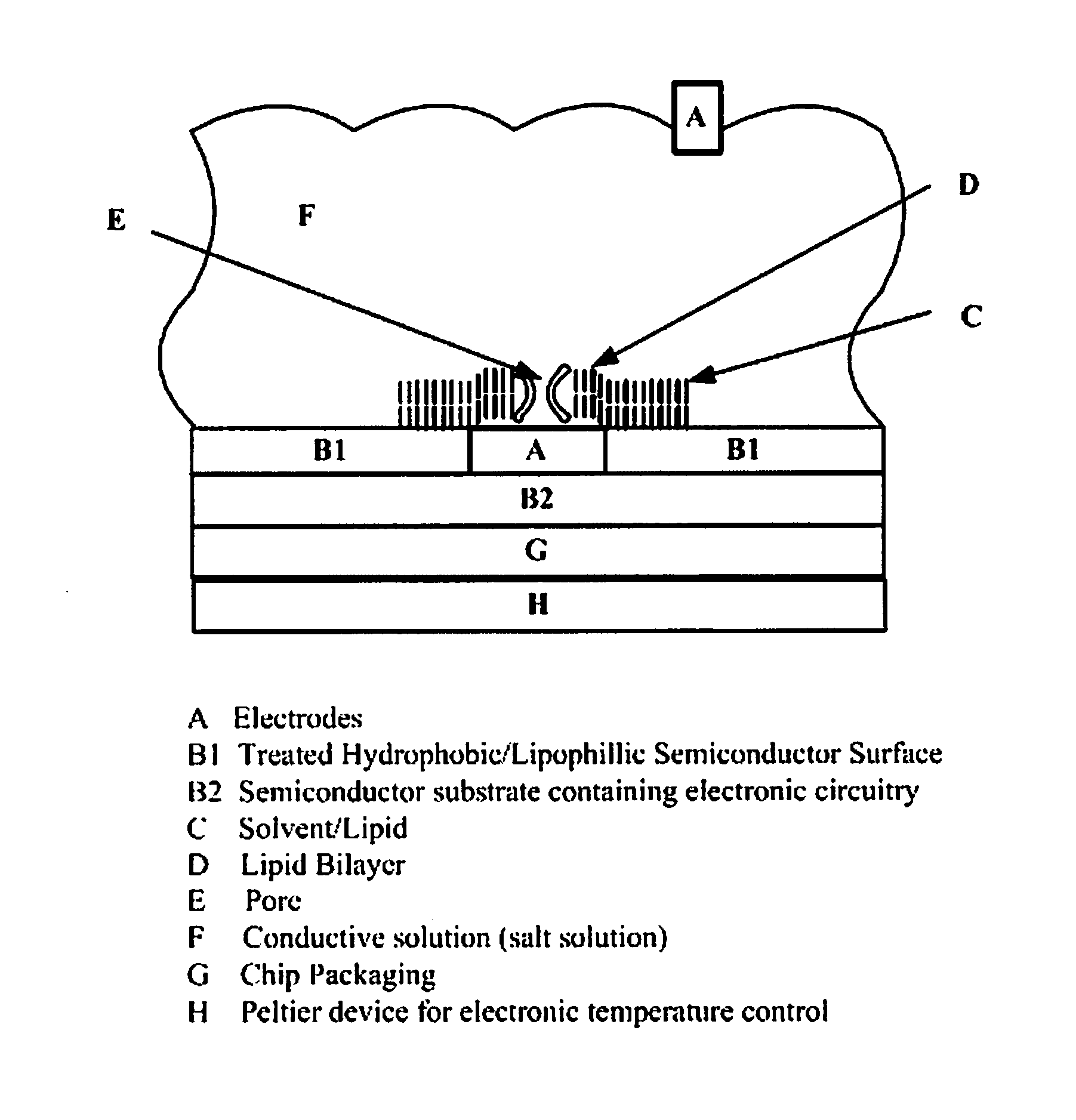 Nanopore-based single DNA molecule characterization using speed bumps