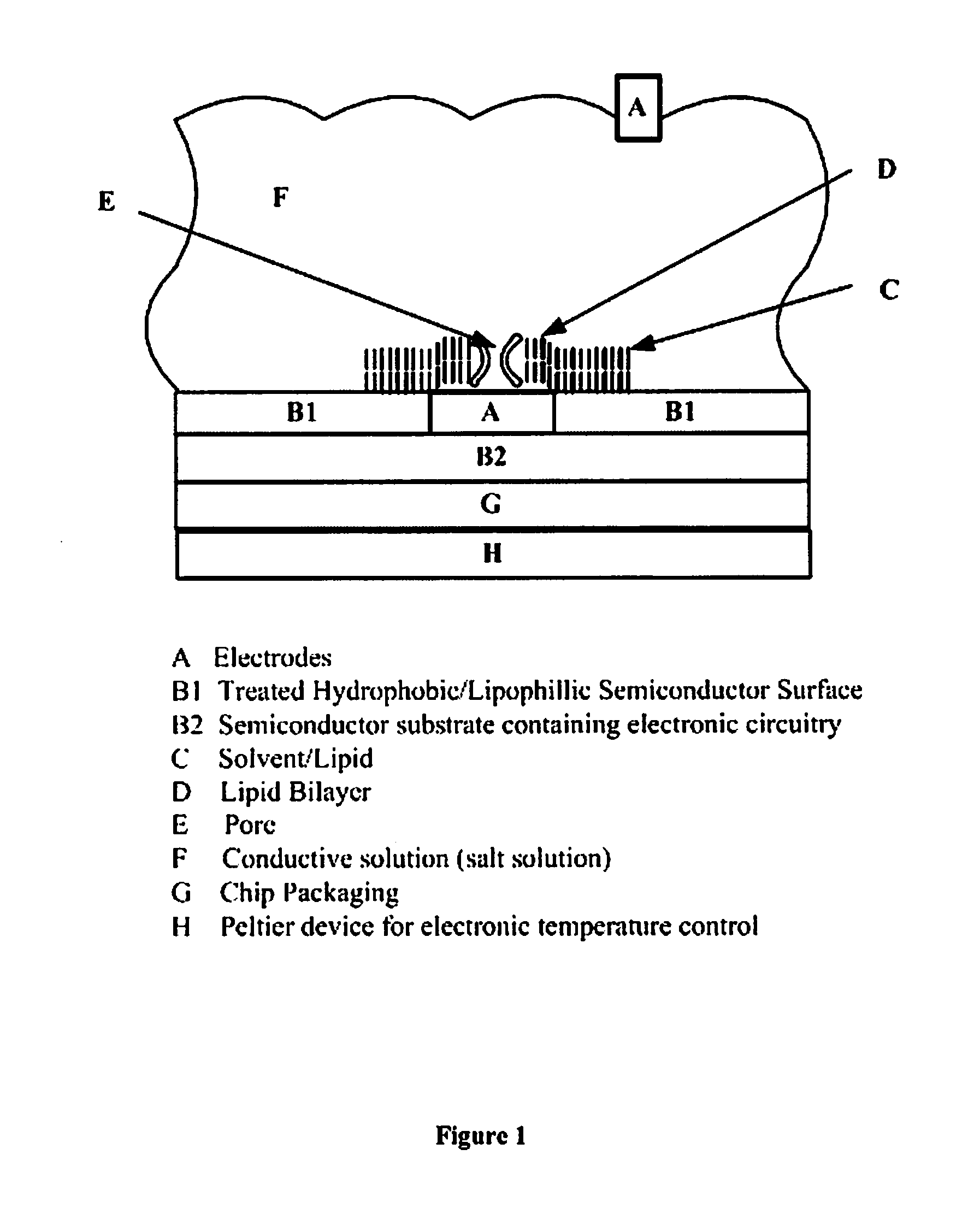 Nanopore-based single DNA molecule characterization using speed bumps