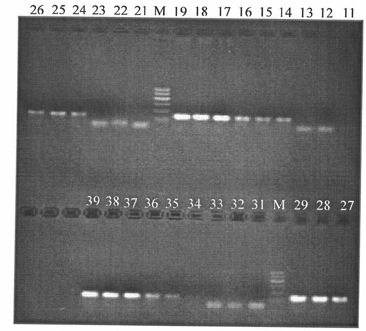 Method and detection kit for detecting aeromonas sobria scaleless fish pathogenic bacteria