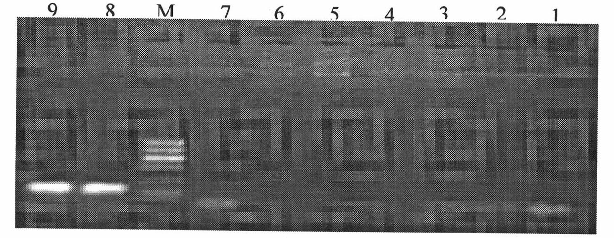 Method and detection kit for detecting aeromonas sobria scaleless fish pathogenic bacteria