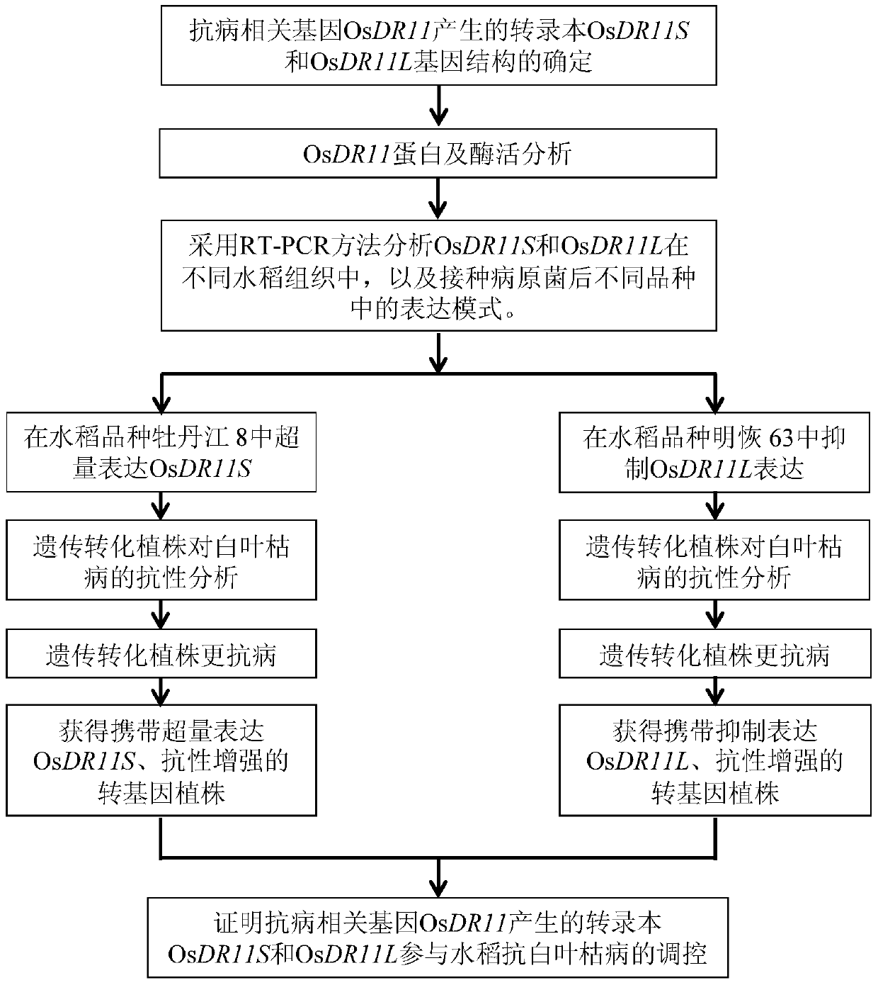 Rice disease resistance-related gene osdr11 and its application in rice disease resistance