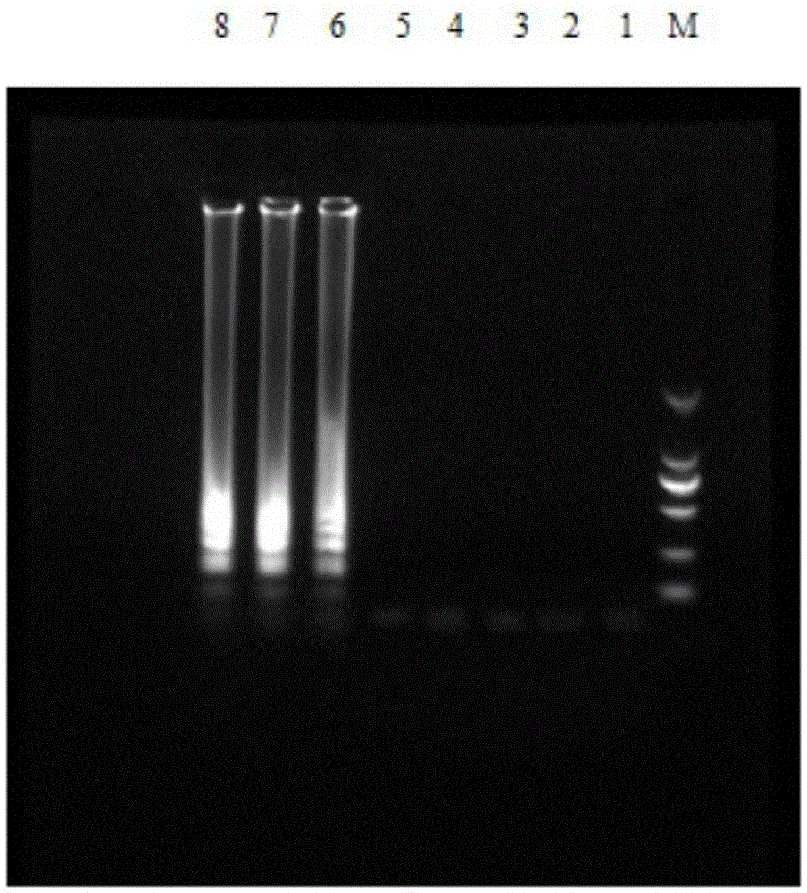 Double LAMP (loop-mediated isothermal amplification) detection primer and kit for Vibrio parahaemolyticus and Vibrio cholera in aquatic products