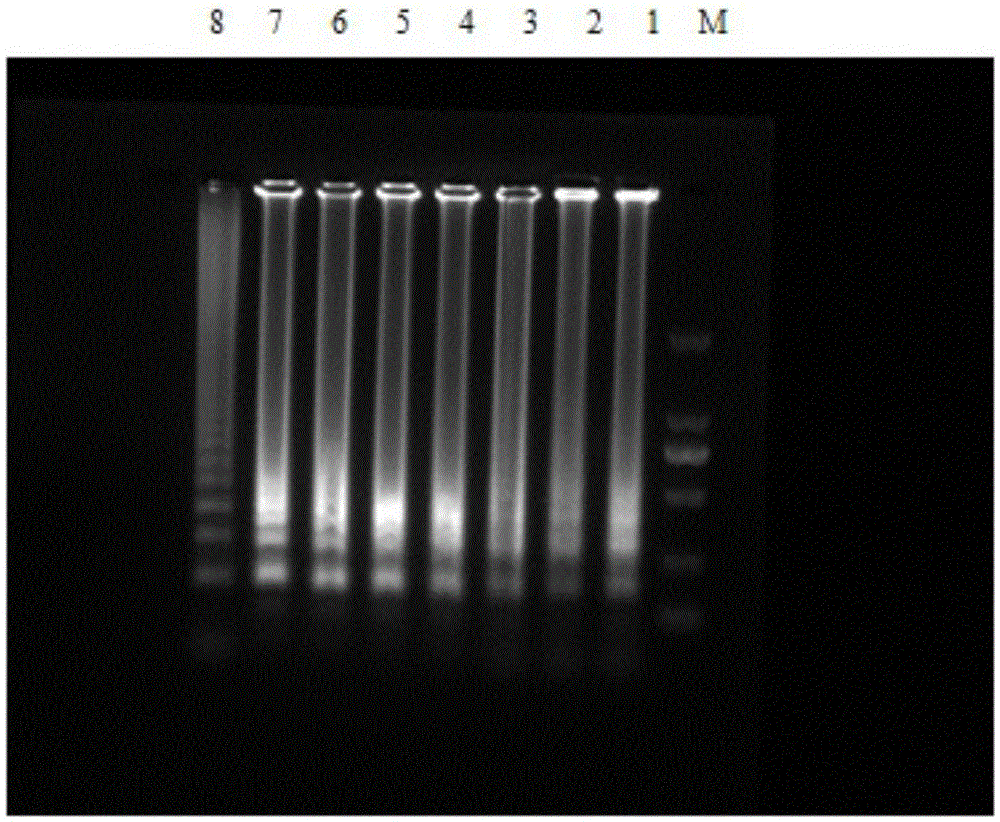 Double LAMP (loop-mediated isothermal amplification) detection primer and kit for Vibrio parahaemolyticus and Vibrio cholera in aquatic products