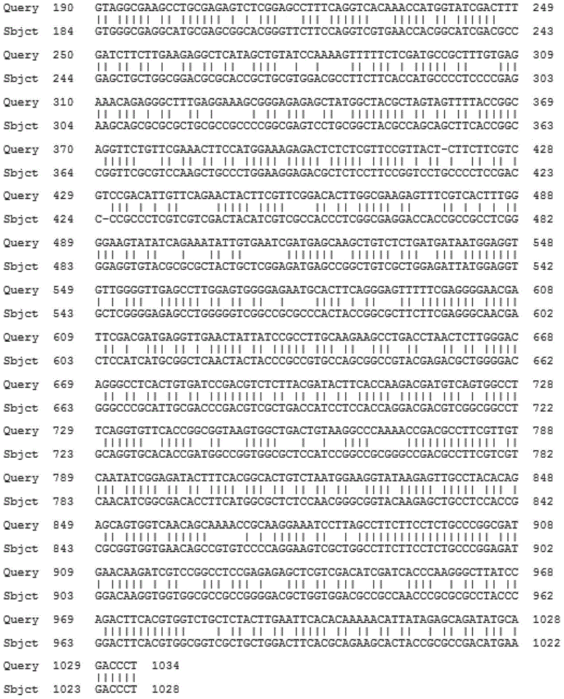 Agapanthus praecox gibberellin synthesis dioxygenase APGA20ox protein and coding gene and probe thereof