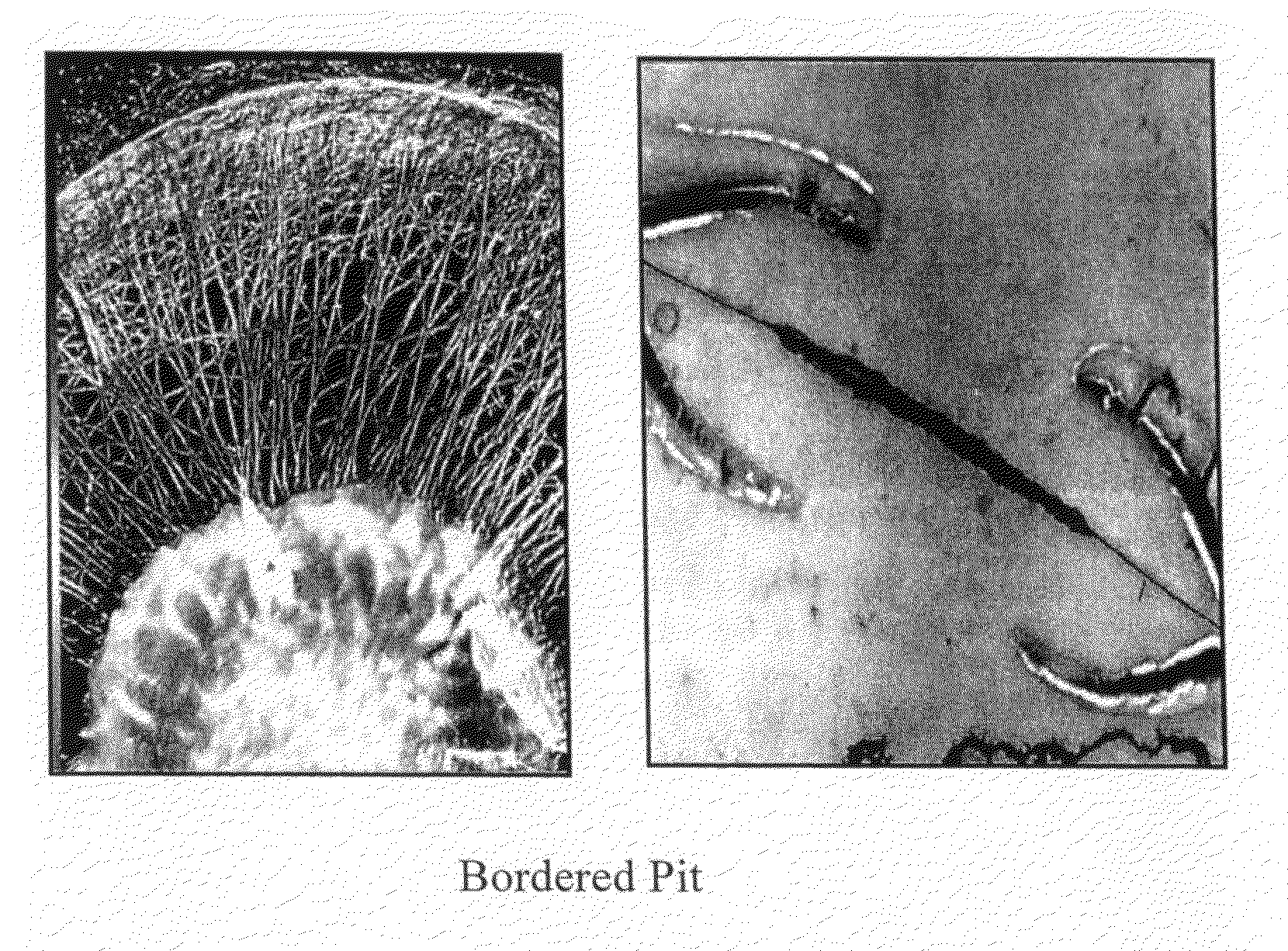 Fluoro-compound water repellent composition for wood product dimensional stability