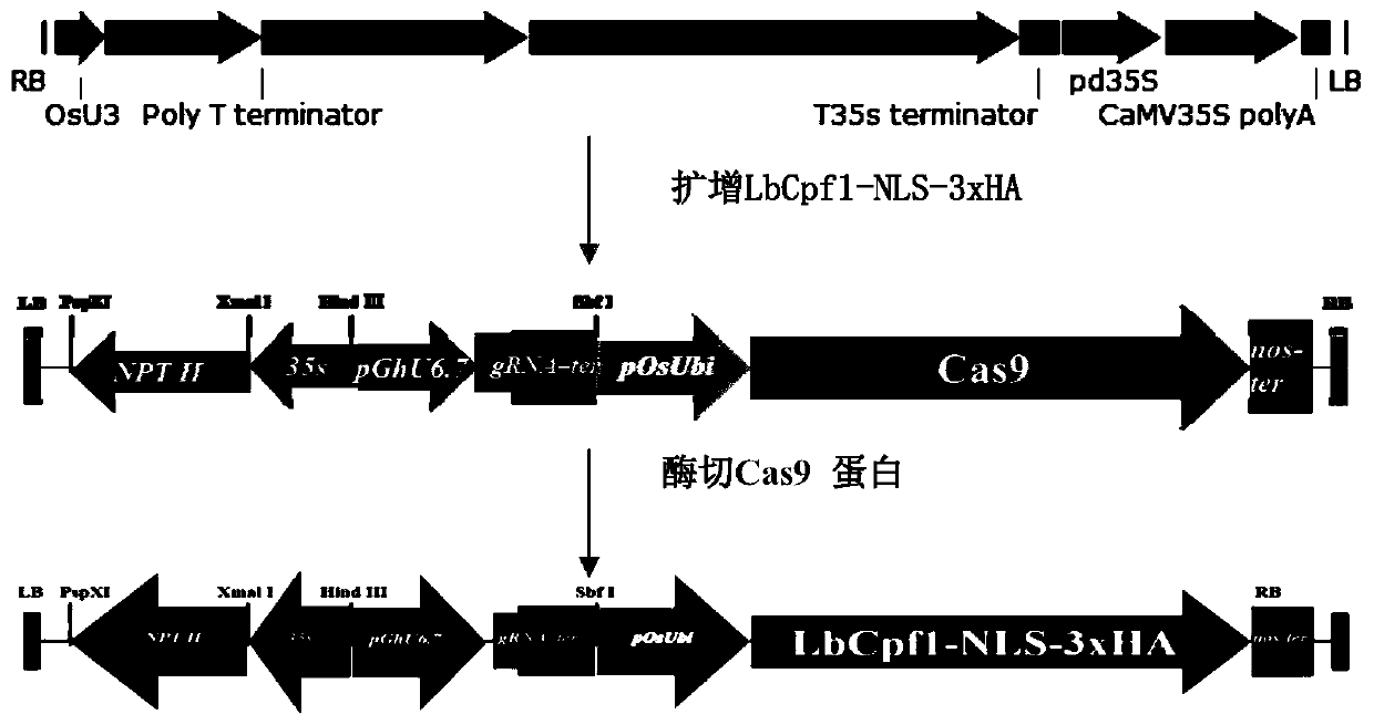 Accurate and efficient editing method of upland cotton genome