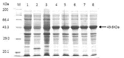 Aeromonas hydrophila aerolysin Dot-ELISA detection method