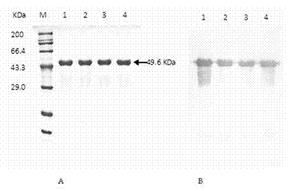 Aeromonas hydrophila aerolysin Dot-ELISA detection method