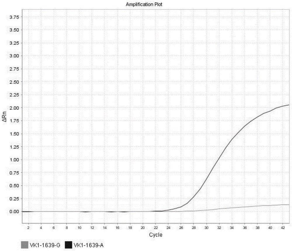 Method for detecting VKORC1 gene polymorphism and nucleic acid probe and kit used in method