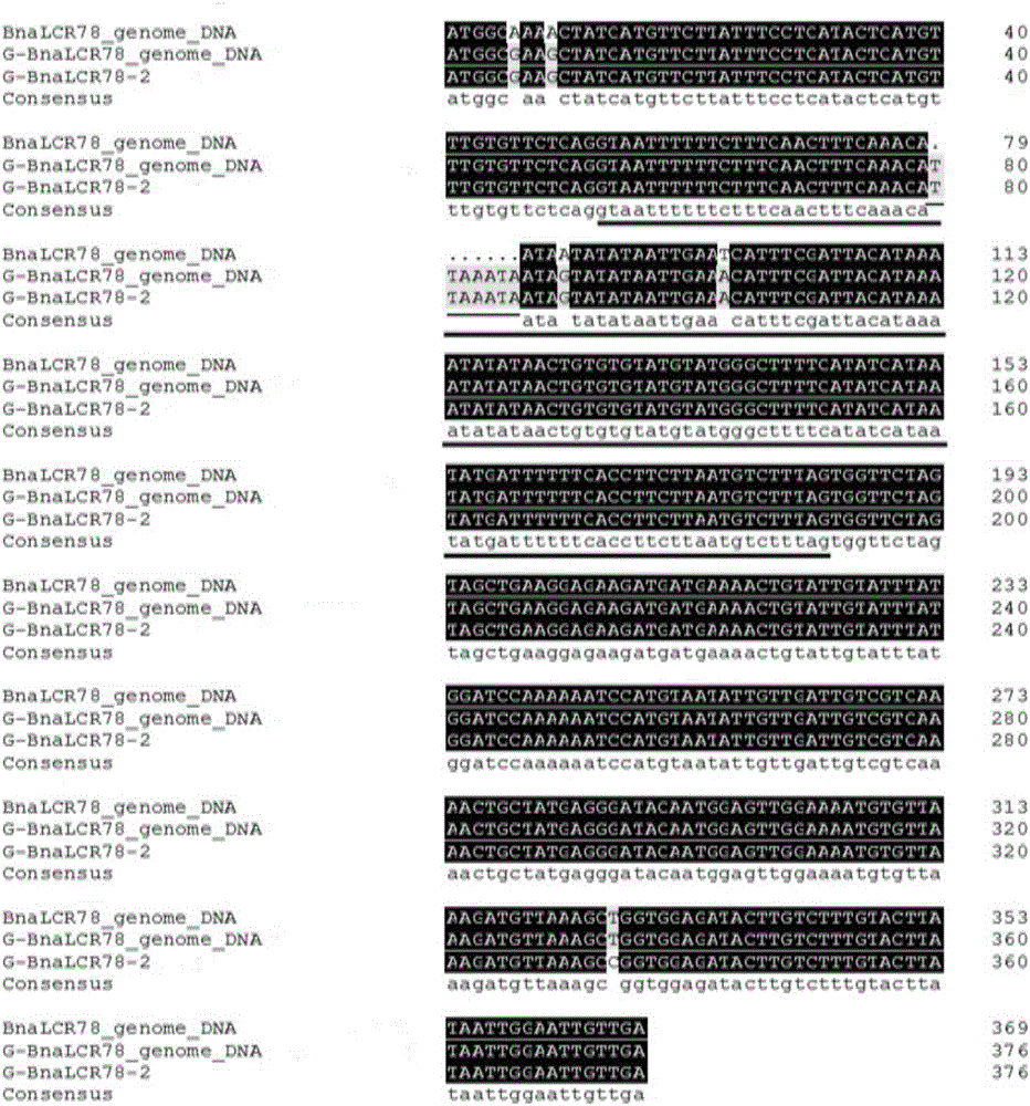 Method for determining high oleic acid in brassica napus on basis of BnaLCR78 gene