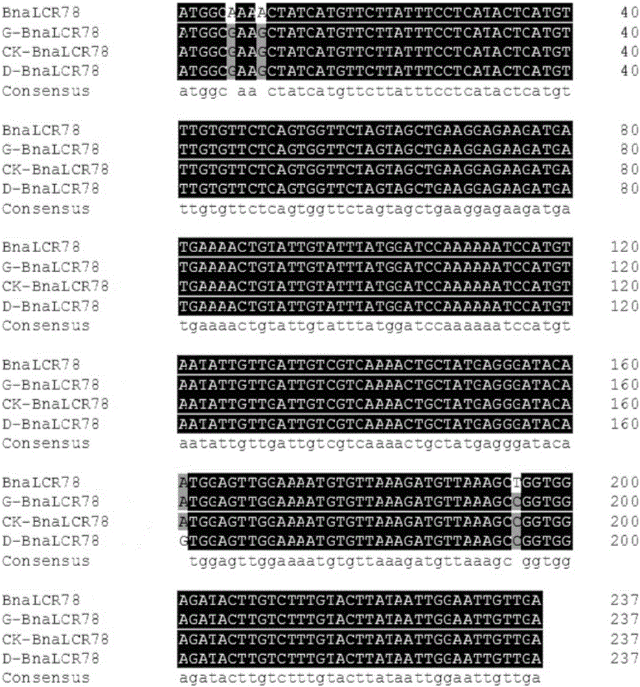 Method for determining high oleic acid in brassica napus on basis of BnaLCR78 gene