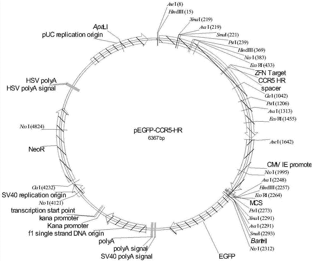 Method for site-specific integration of large DNA fragment in mammalian cell through CRISPR/Cas9