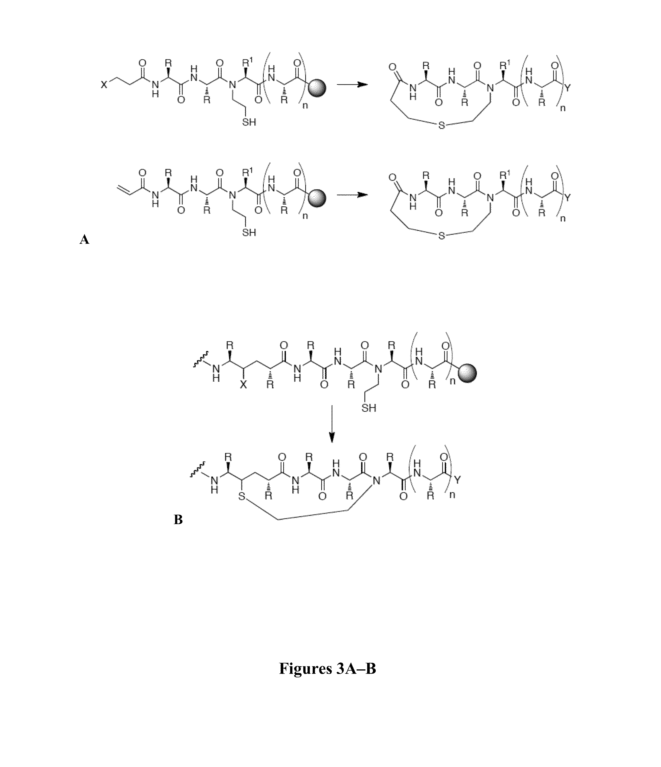 Thioether-, ether-, and alkylamine-linked hydrogen bond surrogate peptidomimetics