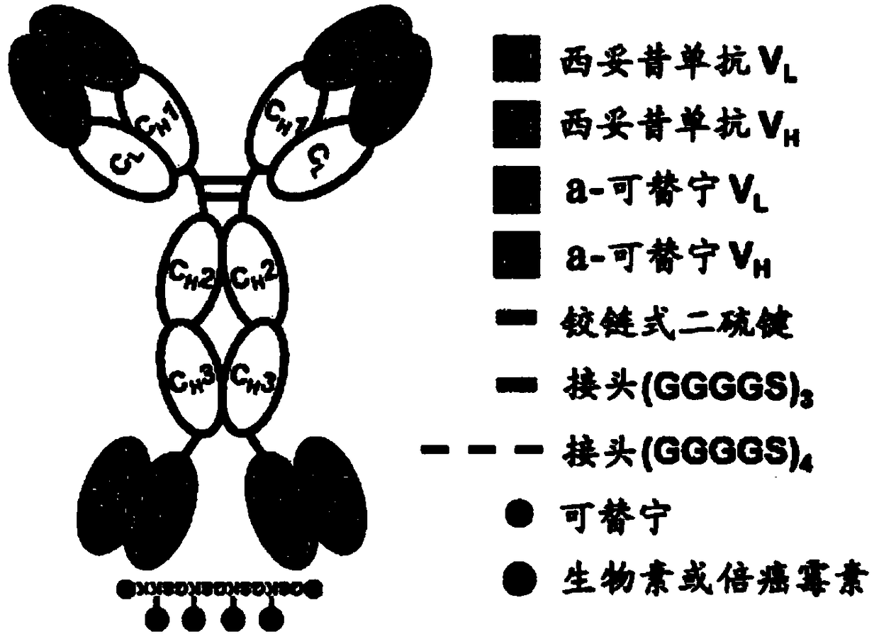 Antibody-drug composite platform using bispecific antibody