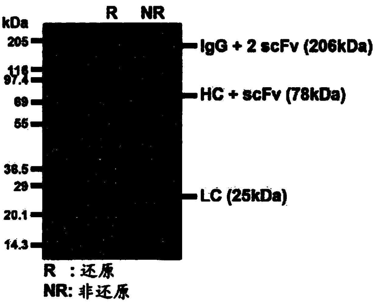 Antibody-drug composite platform using bispecific antibody