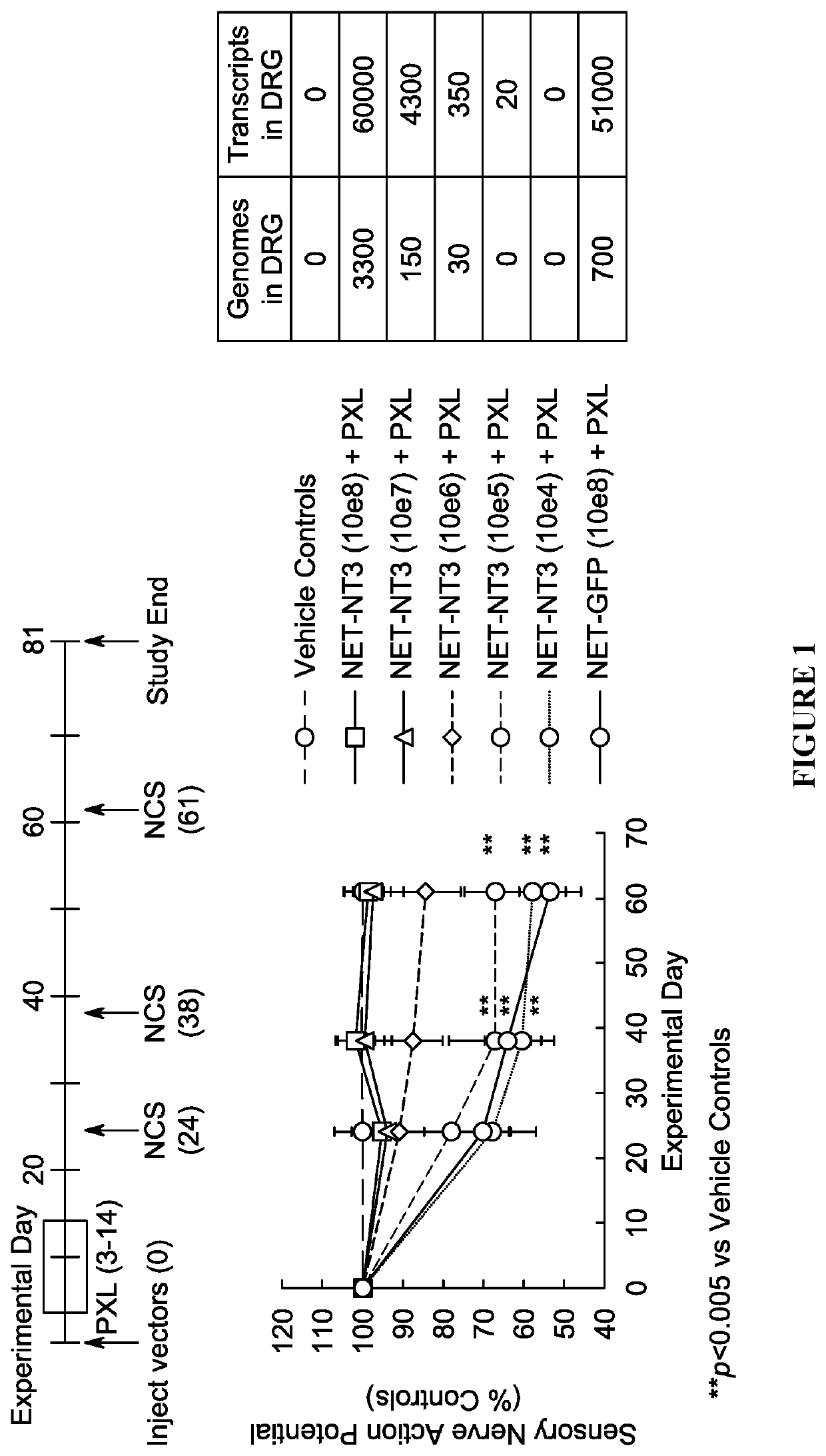 Hsv vectors for delivery of nt3 and treatment of cipn