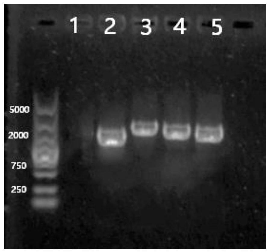 Chlorsulfuron-methyl-degrading enzyme kj-gst, its coding gene kj-gst and application