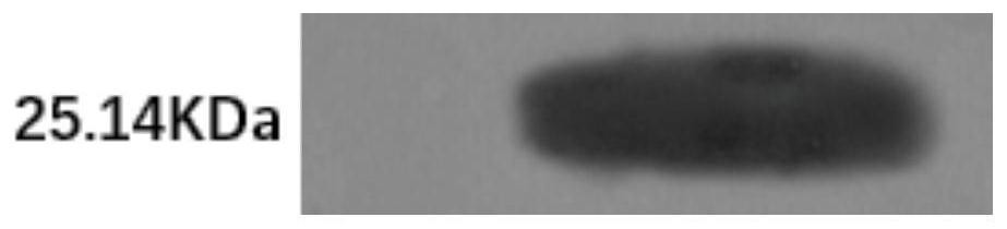 Chlorsulfuron-methyl-degrading enzyme kj-gst, its coding gene kj-gst and application