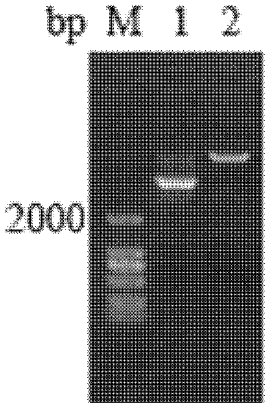 Scylla paramamosain anti-lipopolysaccharide factor, and preparation method and application thereof