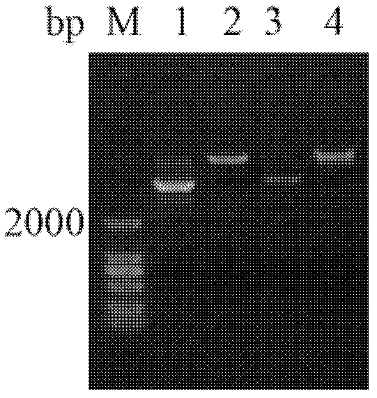 Scylla paramamosain anti-lipopolysaccharide factor, and preparation method and application thereof