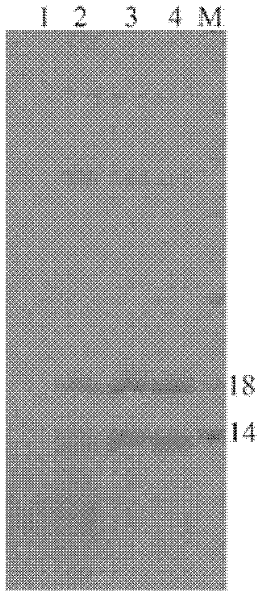 Scylla paramamosain anti-lipopolysaccharide factor, and preparation method and application thereof