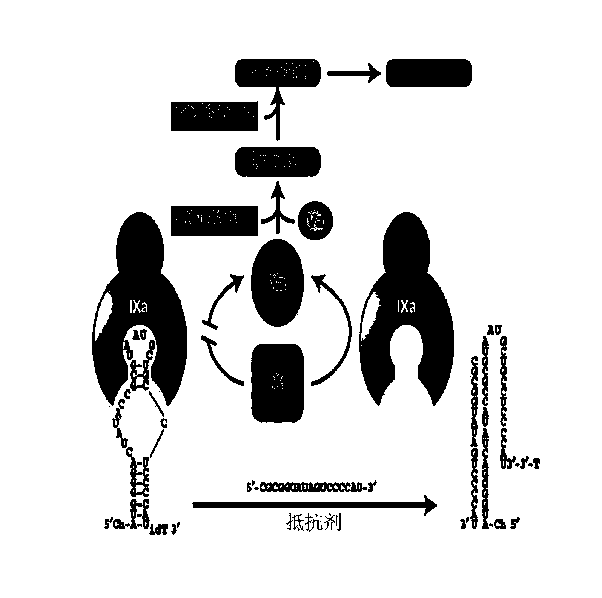 Isothymidine-modified thrombin nucleic-acid aptamer, and preparation method and application thereof