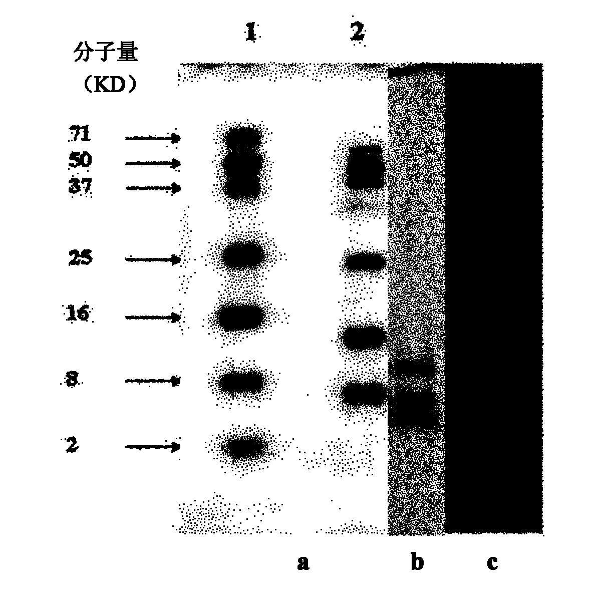 Bacillus subtilis LFB112 as well as bacteriocin produced by same and application thereof