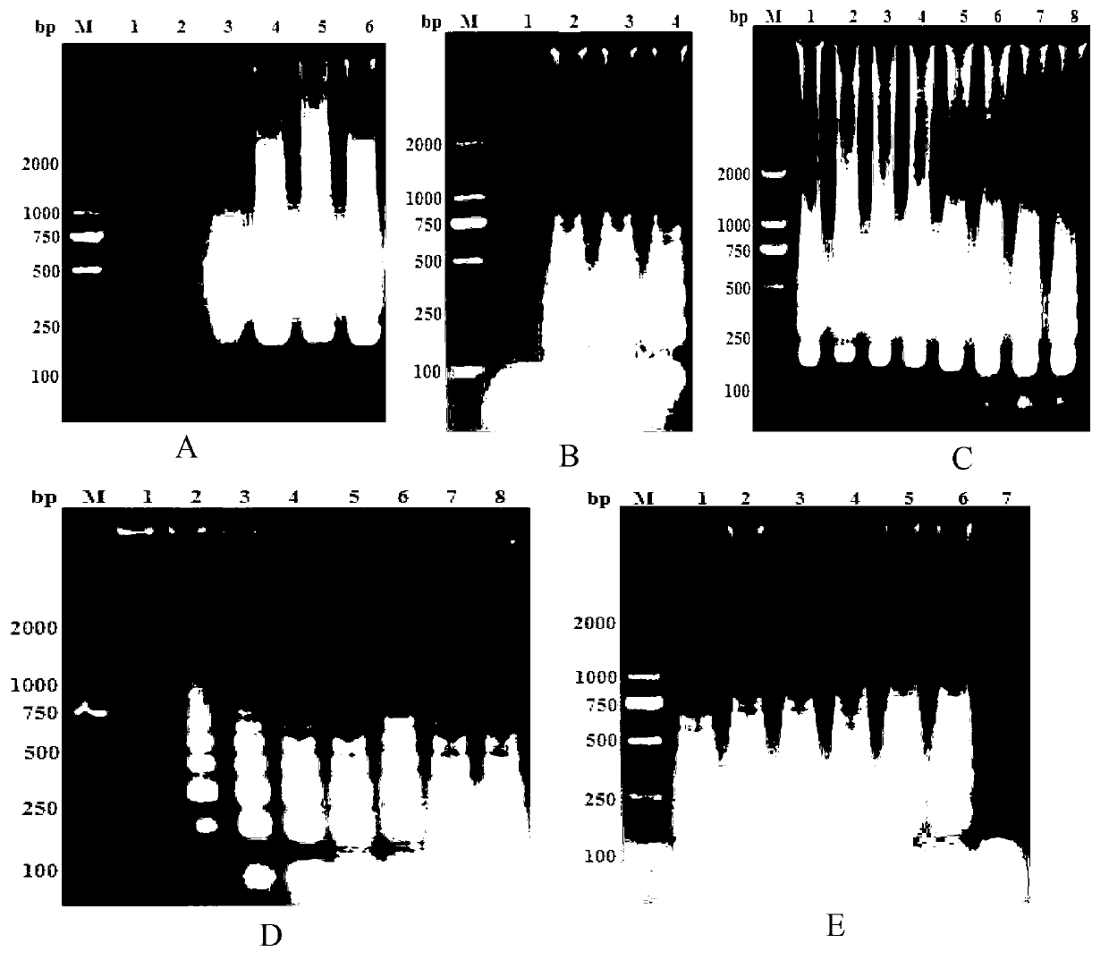 RT-LAMP nucleic acid test strip kit for detection of porcine reproductive and respiratory syndrome virus, and applications