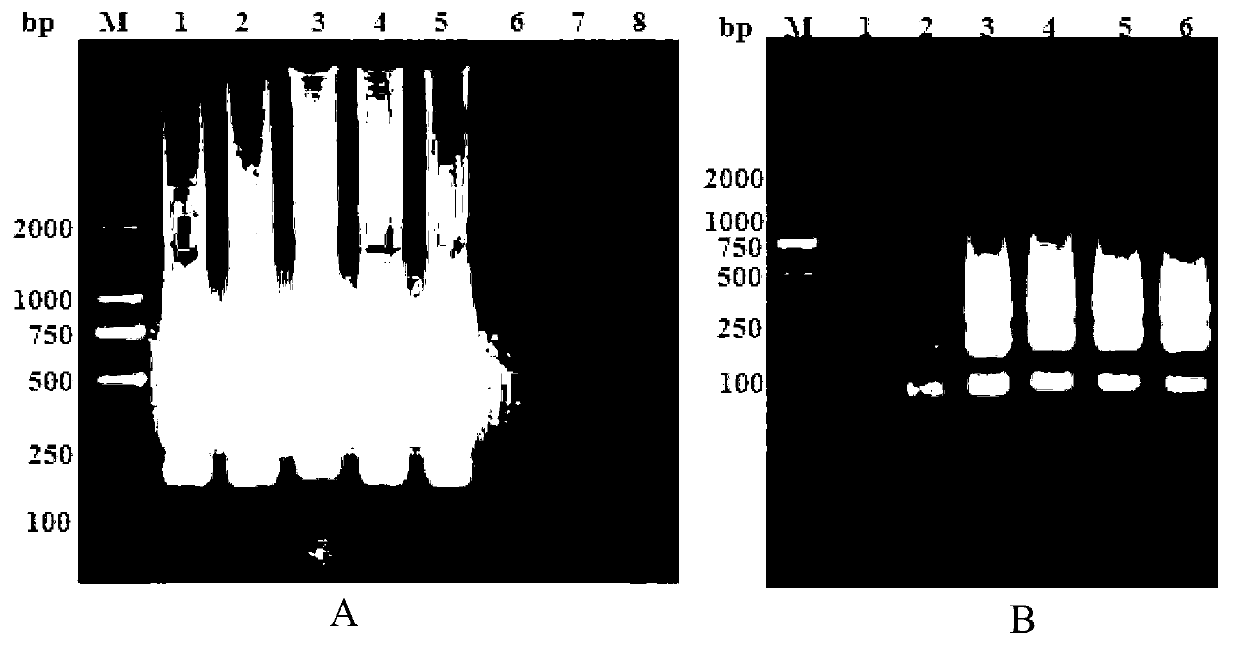 RT-LAMP nucleic acid test strip kit for detection of porcine reproductive and respiratory syndrome virus, and applications