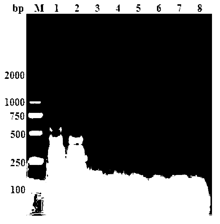 RT-LAMP nucleic acid test strip kit for detection of porcine reproductive and respiratory syndrome virus, and applications