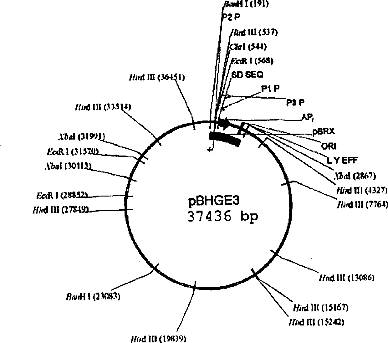 Use and obtain of selective inactivating tumour PLK1 anticancer recombined gland virus constituent