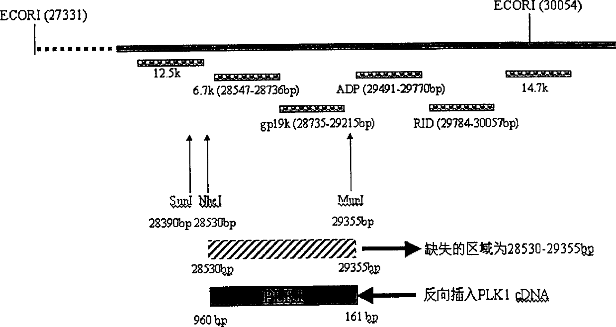 Use and obtain of selective inactivating tumour PLK1 anticancer recombined gland virus constituent