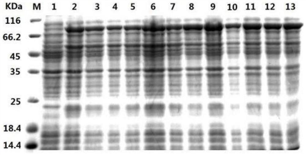 Method for preparing recombinant heparinase III by utilizing SUMO fusion expression system and SUMO_heparinase III fusion protein prepared by method