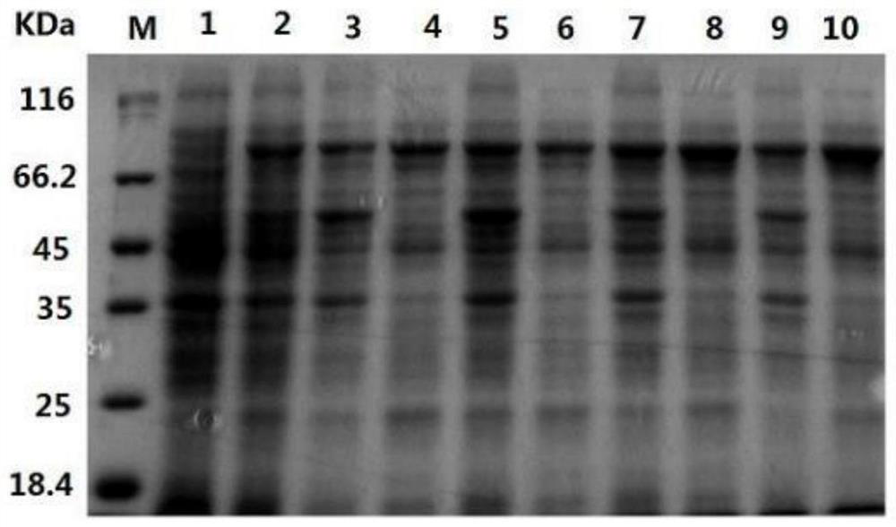 Method for preparing recombinant heparinase III by utilizing SUMO fusion expression system and SUMO_heparinase III fusion protein prepared by method