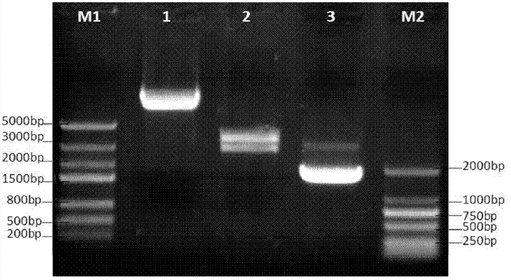 Recombinant expression plasmid and application thereof in preparing anti-tumor immunogene therapeutic medicament