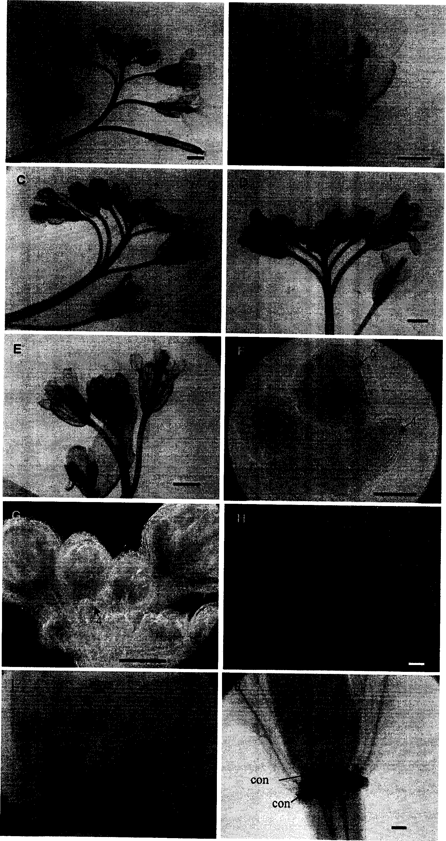 Flower specificity promoter, expression case and plant expression carrier thereof