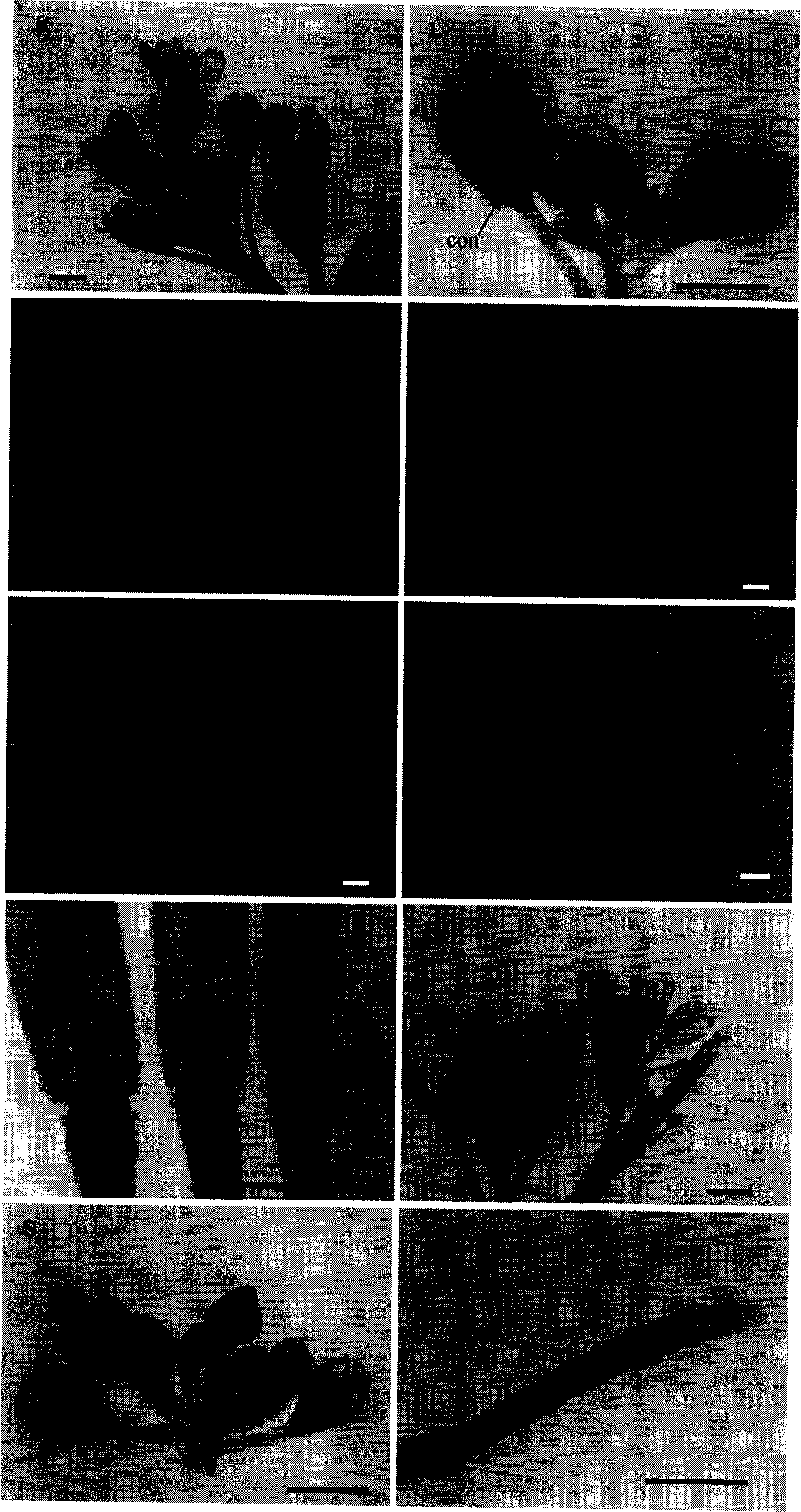 Flower specificity promoter, expression case and plant expression carrier thereof