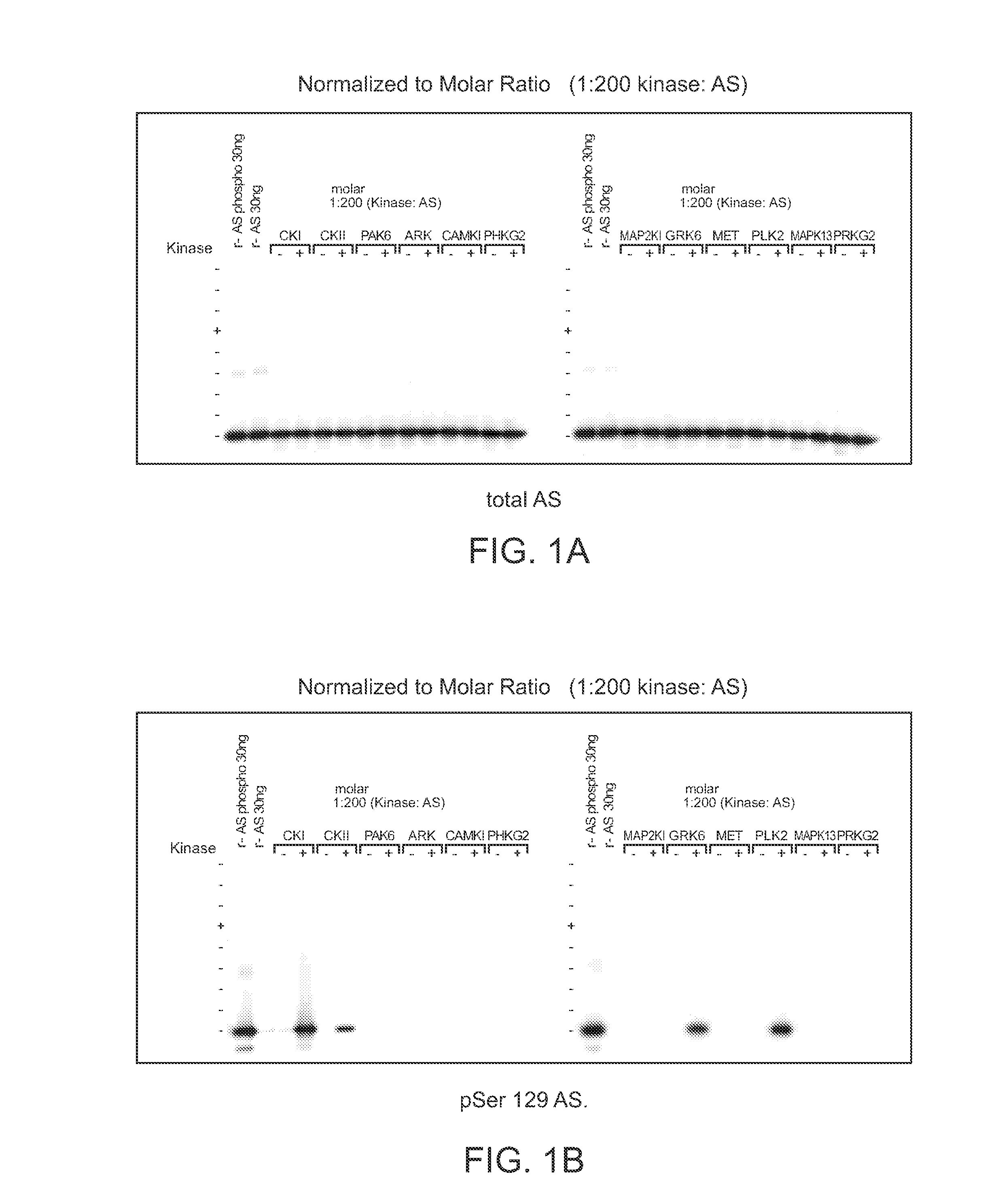 Alpha-synuclein kinase