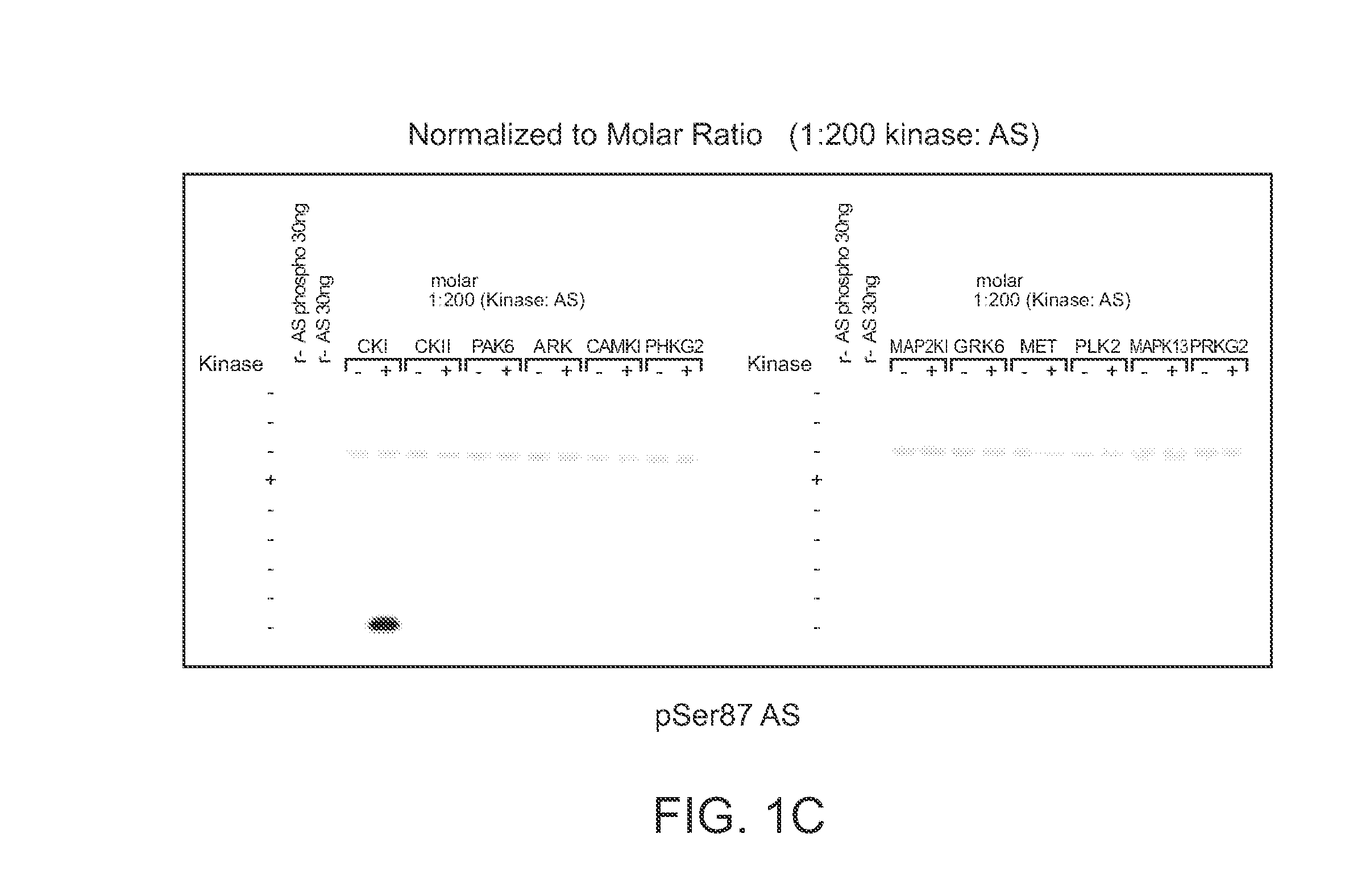 Alpha-synuclein kinase