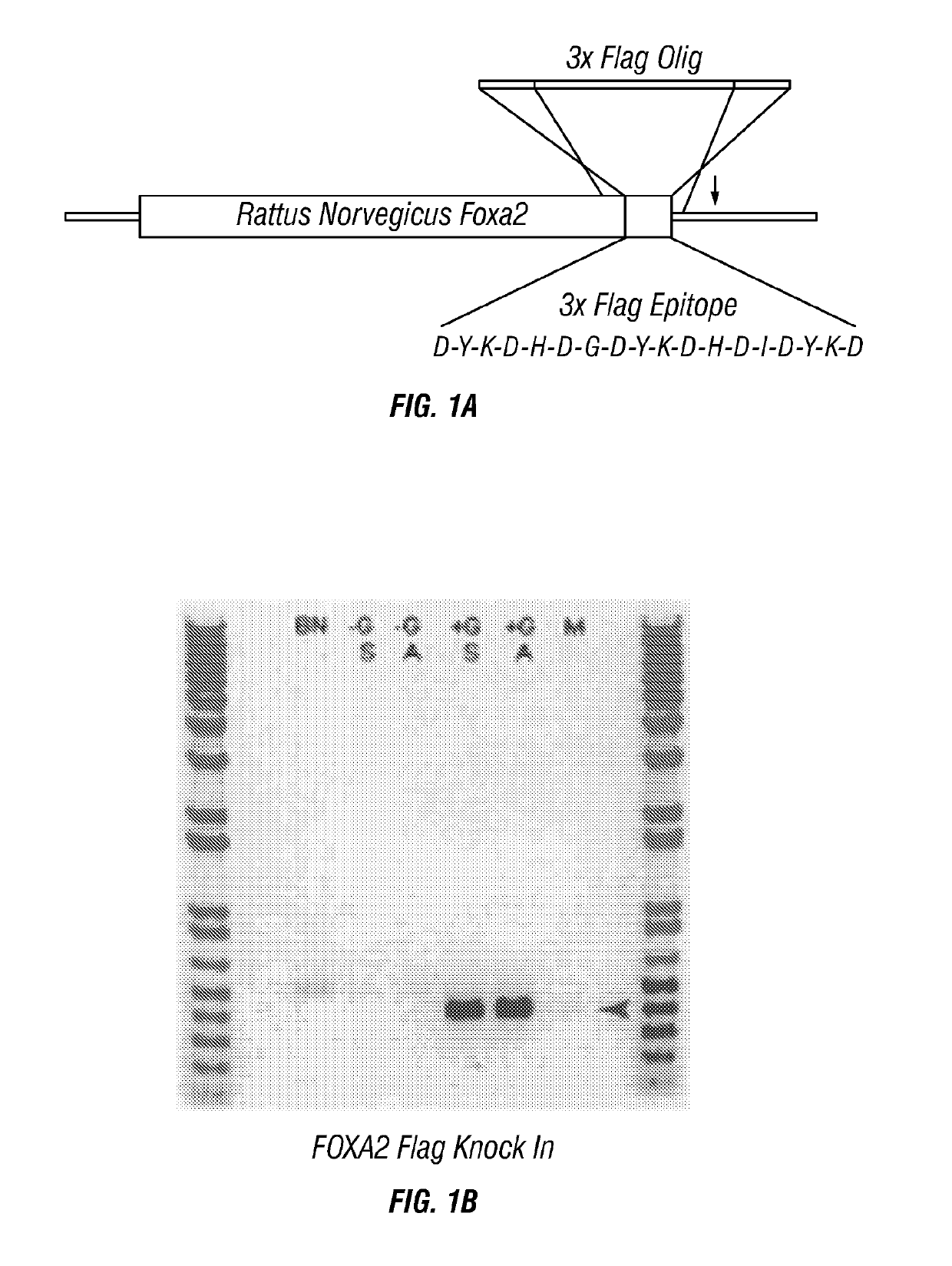 Generation of genetically engineered animals by crispr/cas9 genome editing in spermatogonial stem cells