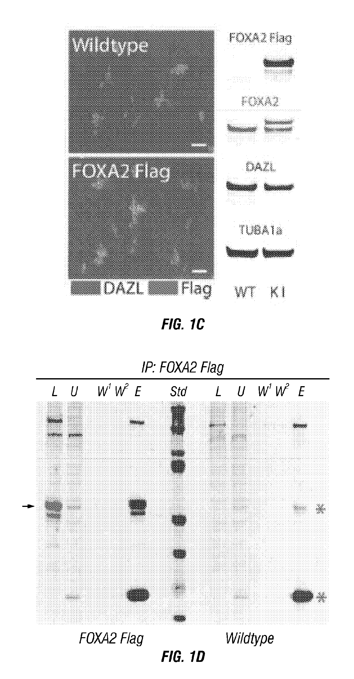 Generation of genetically engineered animals by crispr/cas9 genome editing in spermatogonial stem cells