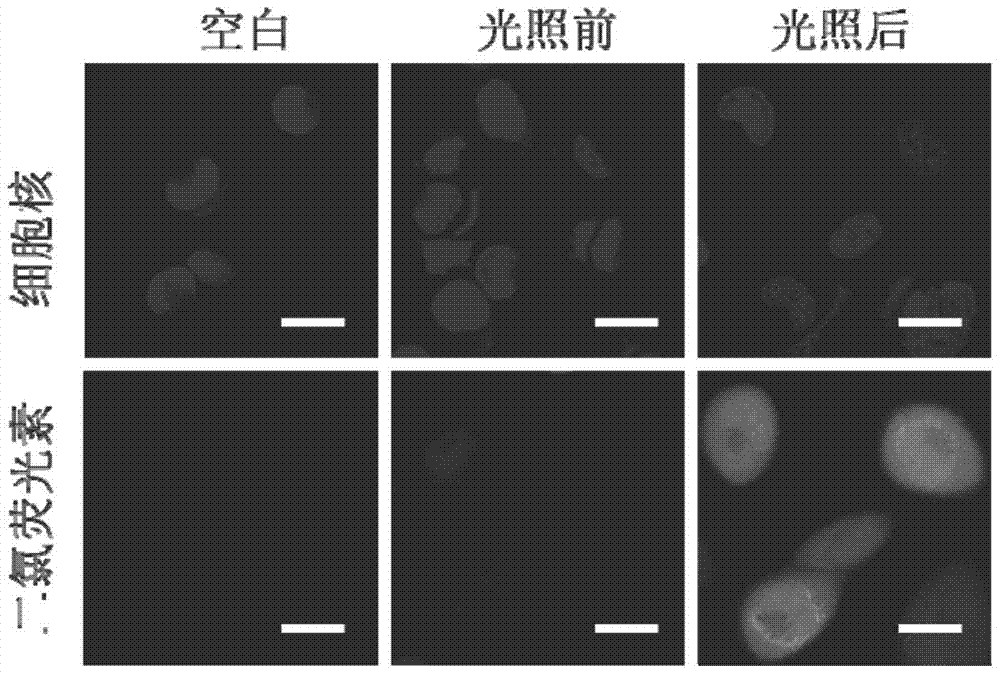 A tumor-targeting polypeptide photosensitizer bond