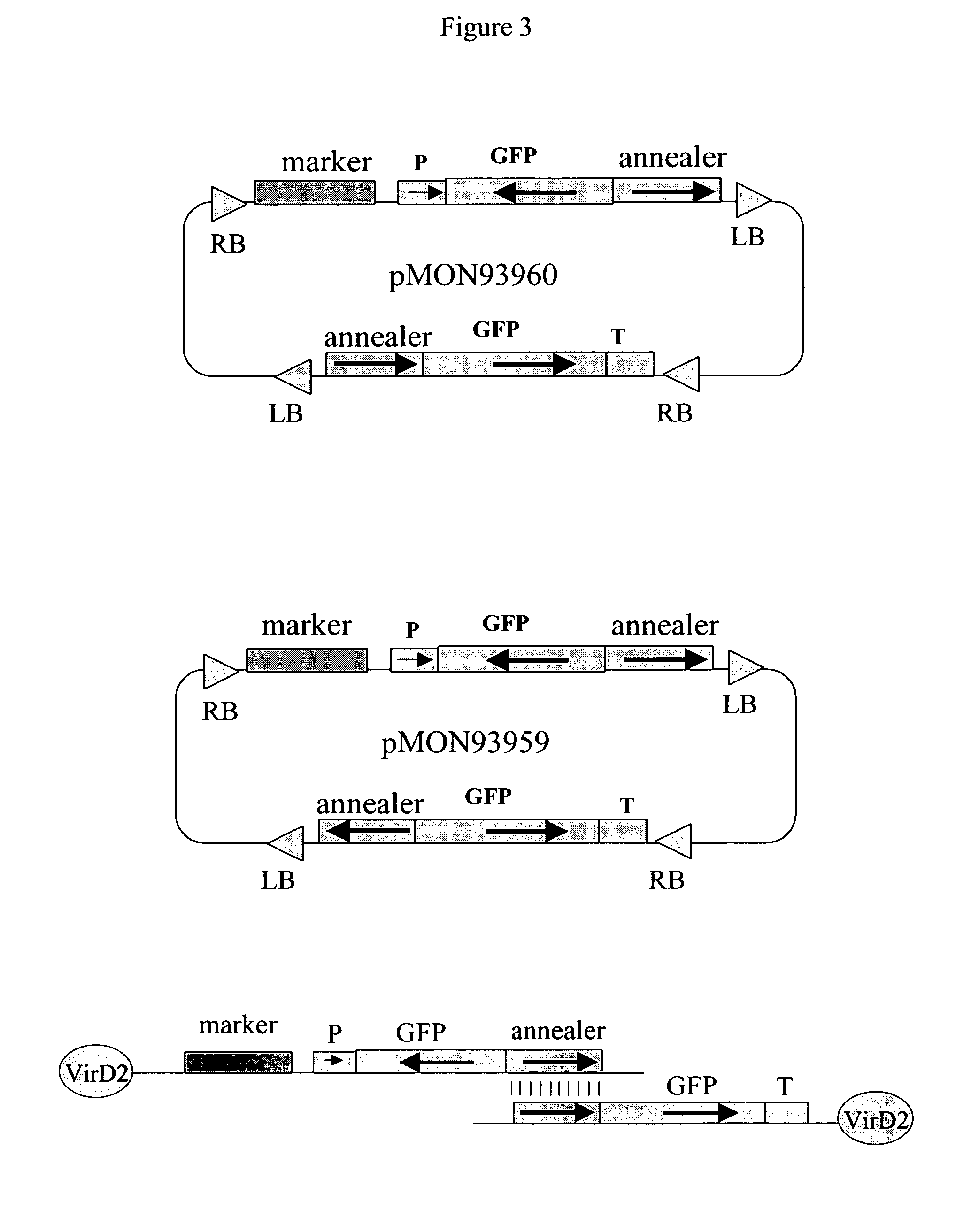 In vivo assembly of transcription units