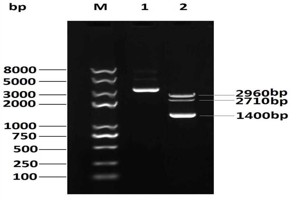 Recombinant bovine nodule rash virus for expressing bovine herpesvirus I type gB gene and application of recombinant bovine nodule rash virus